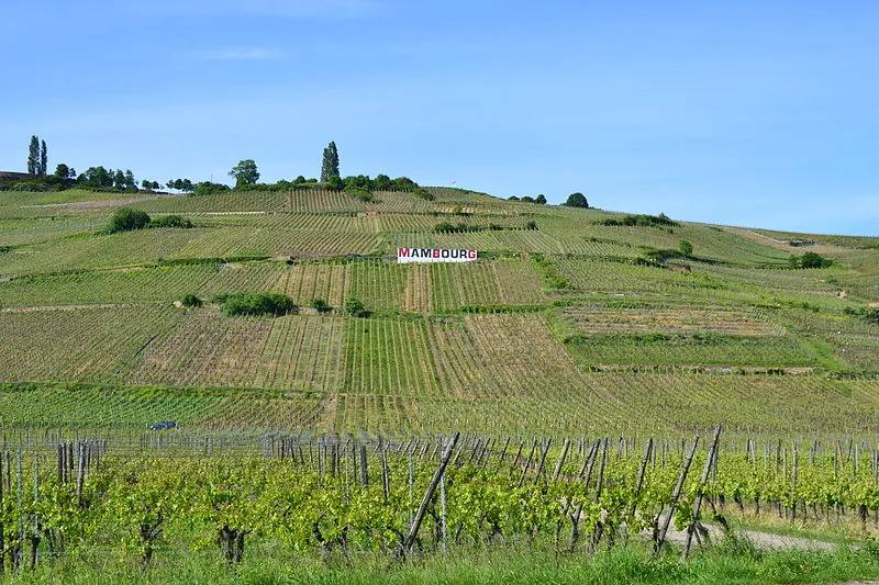 Les vignes du grand cru Mambourg au-dessus de Sigolsheim
